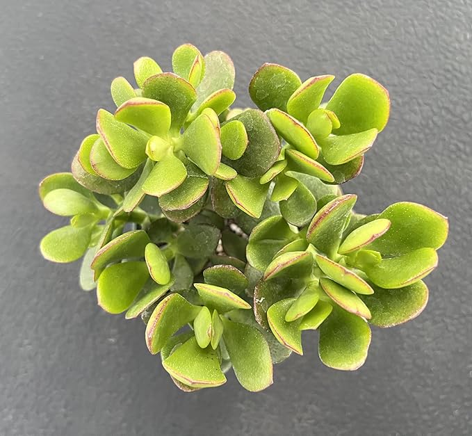 Sprout N Green Dwarf Jade - Crassula Ovata Crosby's Compact, Rare Cute Succulent Plant Fully Rooted in 4" Pot