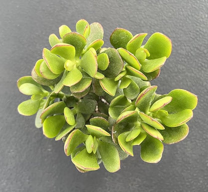 Sprout N Green Dwarf Jade - Crassula Ovata Crosby's Compact, Rare Cute Succulent Plant Fully Rooted in 4" Pot