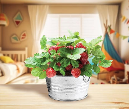BUZZY Seeds Mini Basin Gardening Kit with Strawberry Seeds for Planting, Flowering Fruit Starter Set, Indoor Plants for Kids and Adults, DIY Plant Project, Children's Birthday Present, Party Favor
