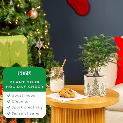Costa Farms Live Christmas Tree, Small Norfolk Island Pine in Frosted Pine Trees Ceramic Plant Pot, Joy Holiday Decoration, Tabletop Christmas Gift, Holiday, Christmas Room Decor, 10-12 Inches Tall