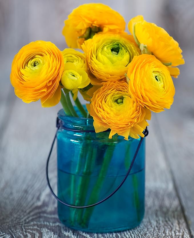 Easy to Grow Ranunculus Tecolote Yellow 10 Plant Bulbs - Sunny Yellow Flowers in Spring Full Sun Outdoor Zones 8-10, Mediterranean Carlsbad Flower Fields