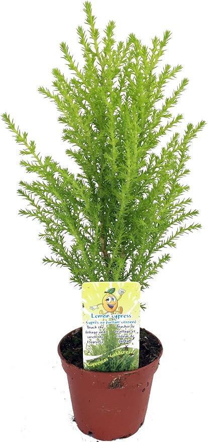 Lemon Scented Goldcrest Cypress Tree - Indoors/Out/FairyGarden - 2.5" Pot