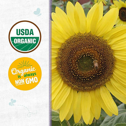 Back to The Roots 100% Organic Heirloom Seeds - Lemon Yellow Sunflower Value Pack (1.4g Total)