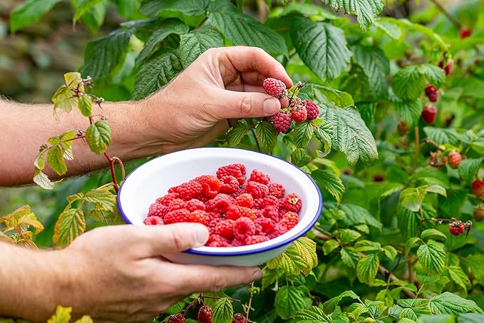 Gardenera Premium Raspberry Potting Soil Mix - Optimal Blend for Thriving and Juicy Berries - 4 Quart