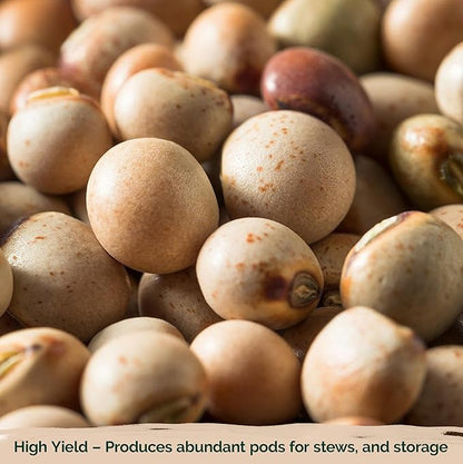 KVITER 30 Guandules Pigeon Peas Seeds for Planting (Cajanus Cajan) – a.k.a Gandules Goya, Gungo Peas, Congo Pea Non GMO & Organic – Heirloom Vegetable Seeds to Plant in Outdoor Garden & Trellises