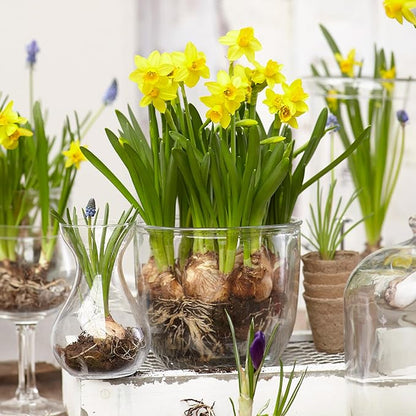 Garden State Bulb Narcissus Tete-a-Tete Daffodil Flower Bulbs, 12/14cm, Fall Planting (Bag of 100)