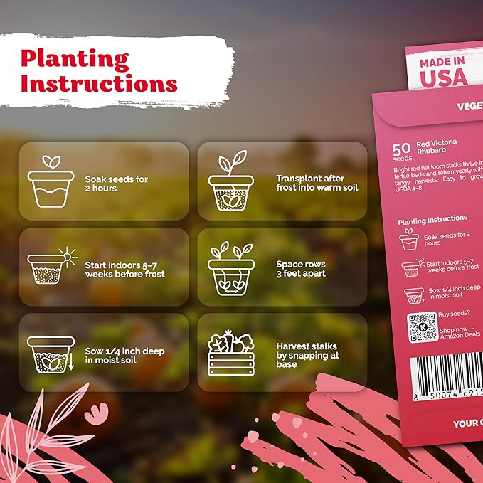 KVITER 50 Red Victoria Rhubarb Seeds for Planting (Rheum Rhabarbarum) – Organic & Heirloom Seeds, Perennial Vegetable Seeds – Perfect for Rhubarb Jam & Pies, Grow in Beds & Outdoor Garden