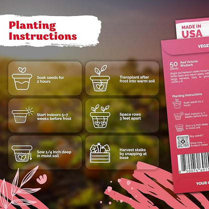 KVITER 50 Red Victoria Rhubarb Seeds for Planting (Rheum Rhabarbarum) – Organic & Heirloom Seeds, Perennial Vegetable Seeds – Perfect for Rhubarb Jam & Pies, Grow in Beds & Outdoor Garden