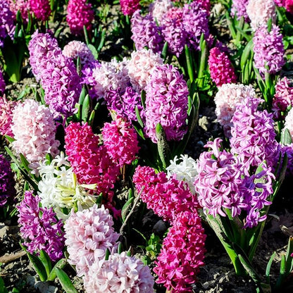 50 Mixed Hyacinth Bulbs – Fragrant Spring Flowers in Assorted Colors – Ideal for Beds & Containers – Bulk of Spring-Blooming Flowers – Easy Fall Planting - Plant in Gardens & Borders - Willard & May