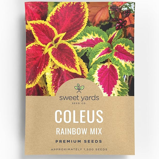 Coleus Rainbox Mix - Large 500mg Envelope - 1,500 Flower Seeds for Planting - Plectranthus scutellarioides