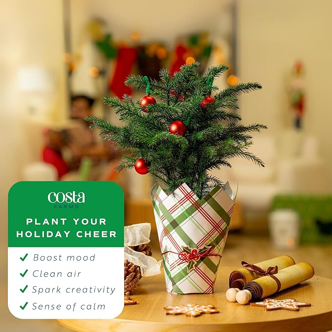 Costa Farms Live Christmas Tree, Small Norfolk Island Pine Tree in Nursery Plant Pot, Potting Soil, Indoor Tree Decor, All Seasons Tabletop Holiday Home or Room Decor, 10-12 Inches Tall