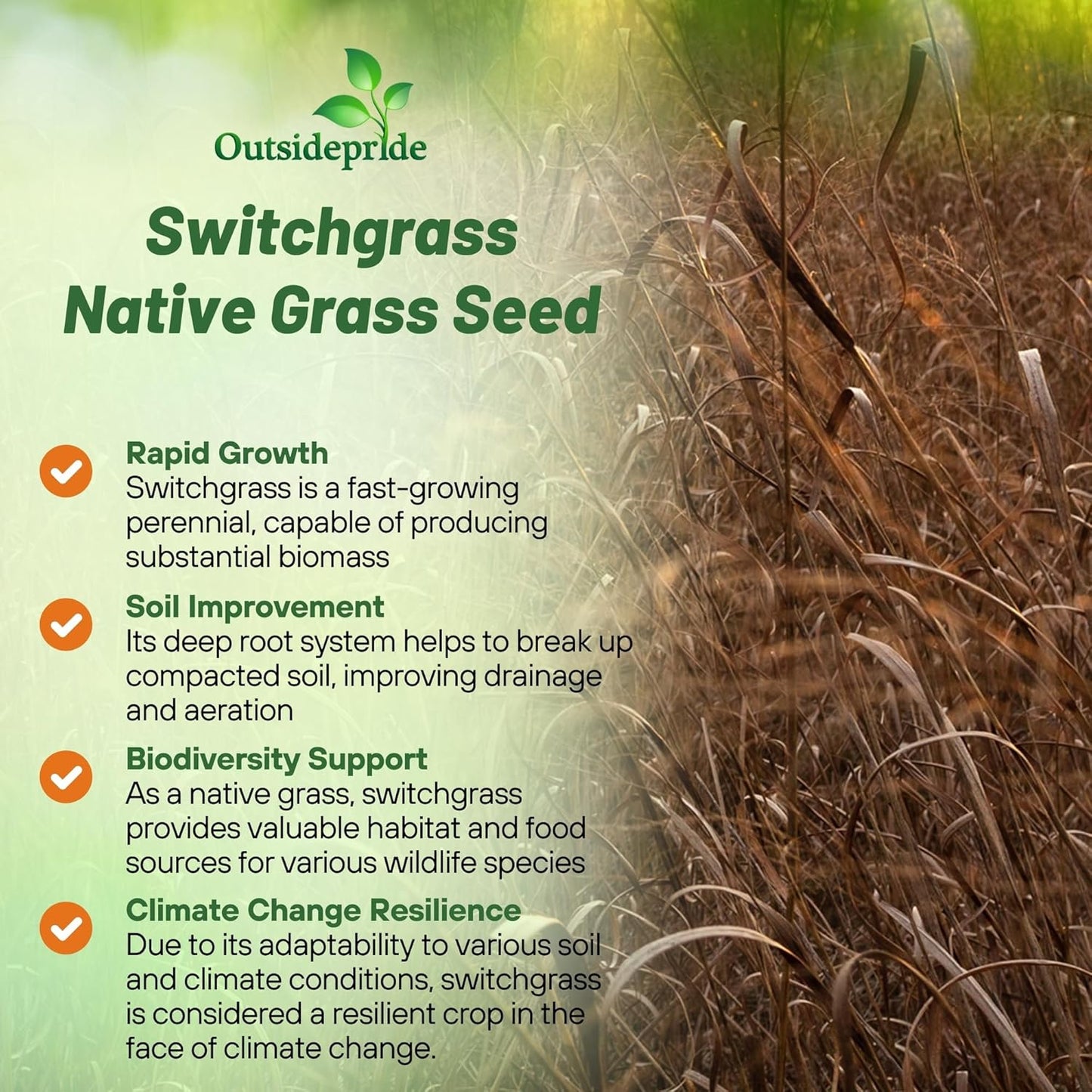 Outsidepride Switchgrass Seed - 25 lbs. Perennial Hardy, Drought & Flood Tolerant Native Grass Seed Ideal Fast-Growing Grasses for Erosion Control, Wildlife Forage & Food Plots, Thrives in Poor Soil