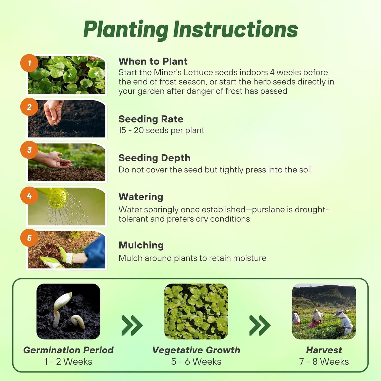 Outsidepride Winter Purslane Seeds for Planting - 5,000 Pcs Annual, Easy to Grow, Vitamin-Rich & Drought Tolerant Succulent Seeds for Culinary, Xeriscaping, Containers & Hanging Baskets (Pack of 2)