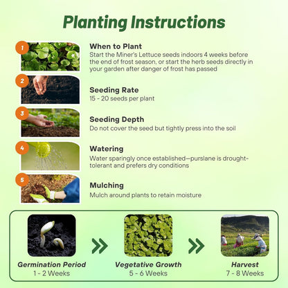 Outsidepride Winter Purslane Seeds for Planting - 5,000 Pcs Annual, Easy to Grow, Vitamin-Rich & Drought Tolerant Succulent Seeds for Culinary, Xeriscaping, Containers & Hanging Baskets (Pack of 2)