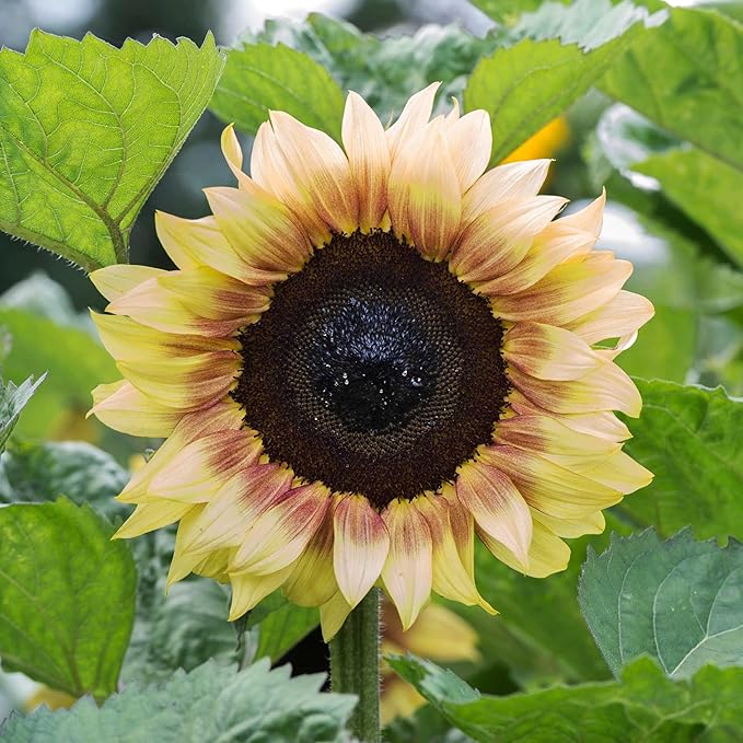 Park Seed ProCut Red/Lemon Bi-Colour Sunflower Seeds – Bold Red Petals with Lemon Tips, Easy to Grow Spring Variety, Great for Cutting Gardens, 4-Inch Blooms, Pack of 50