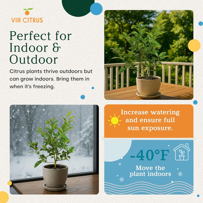Persian Lime Plant Fruit Trees - Indoor Fruit Trees Live Plants, Outdoor Plants Live, Citrus Tree Pots for Housewarming, Patio, Lime Garden, Cannot Ship: CA,AZ,TX,LA, Real Indoor Tree by Via Citrus