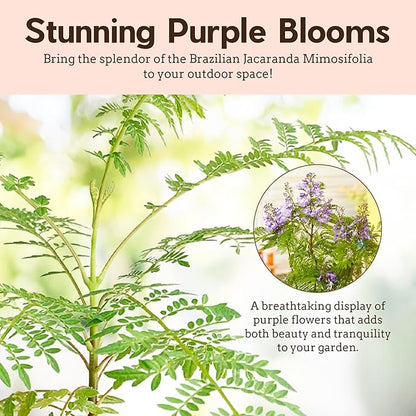 My Shelfie - Mini Jacaranda Tree, 3-4 Inch Tall Bonsai Tree in 2-Inch Pot, Trees Live Plants Outdoor Hardiness Zones 9-11, Bonsai Tree Live with Purple Flowers