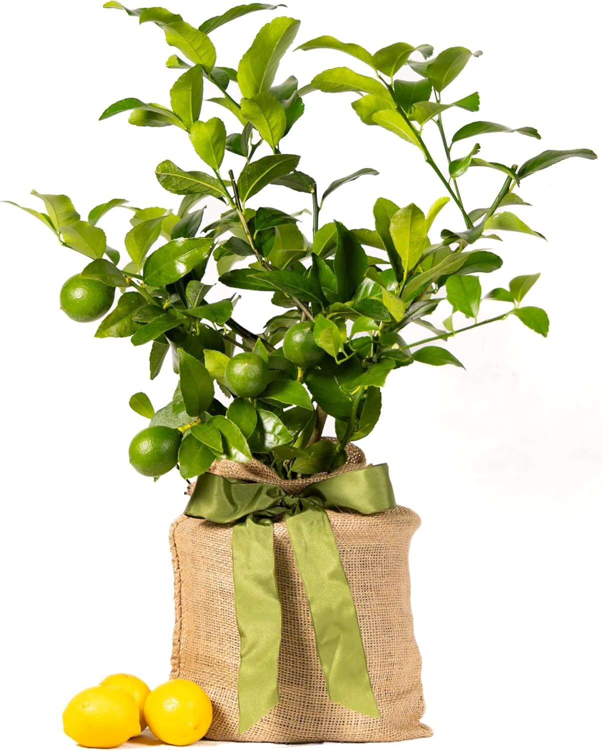 Meyer Lemon Tree Sympathy Gift, Live Dwarf Fruit Tree That Bears Juicy Lemons, The Perfect Memorial Gift by The Magnolia Company, No Shipping to TX, LA, AZ, AL, CA