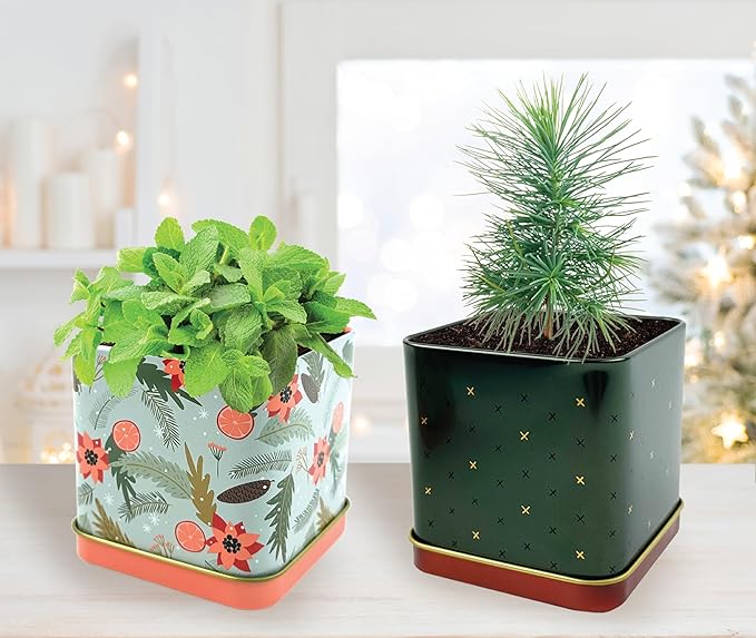 BUZZY Seeds Holiday Mini Spruce and Mint Square Tin Grow Kit 2-Pack, All-in-One Indoor DIY Gardening Gift, Stocking Stuffer, Party Favors Adults, Secret Santa, Present for Gardeners