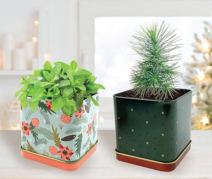 BUZZY Seeds Holiday Mini Spruce and Mint Square Tin Grow Kit 2-Pack, All-in-One Indoor DIY Gardening Gift, Stocking Stuffer, Party Favors Adults, Secret Santa, Present for Gardeners