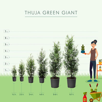 Brighter Blooms - Thuja Green Giant, 1-2 Feet - Live Plant - No Shipping to AK, AZ, HI, OR