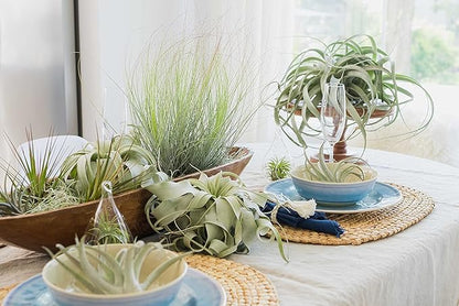 6 Pack Large Xerographica Air Plants 5 to 7 Inch Wide - Air Plants Live Tillandsia Succulent House Plants Holders- Available in Wholesale and Bulk Air Plant- Easy Care Indoor and Outdoor Plants
