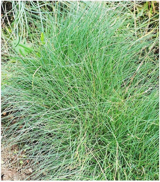 Blue Fescue Bunchgrass Seed - 16" Tall and Non-Invasive - 1/4 Pound