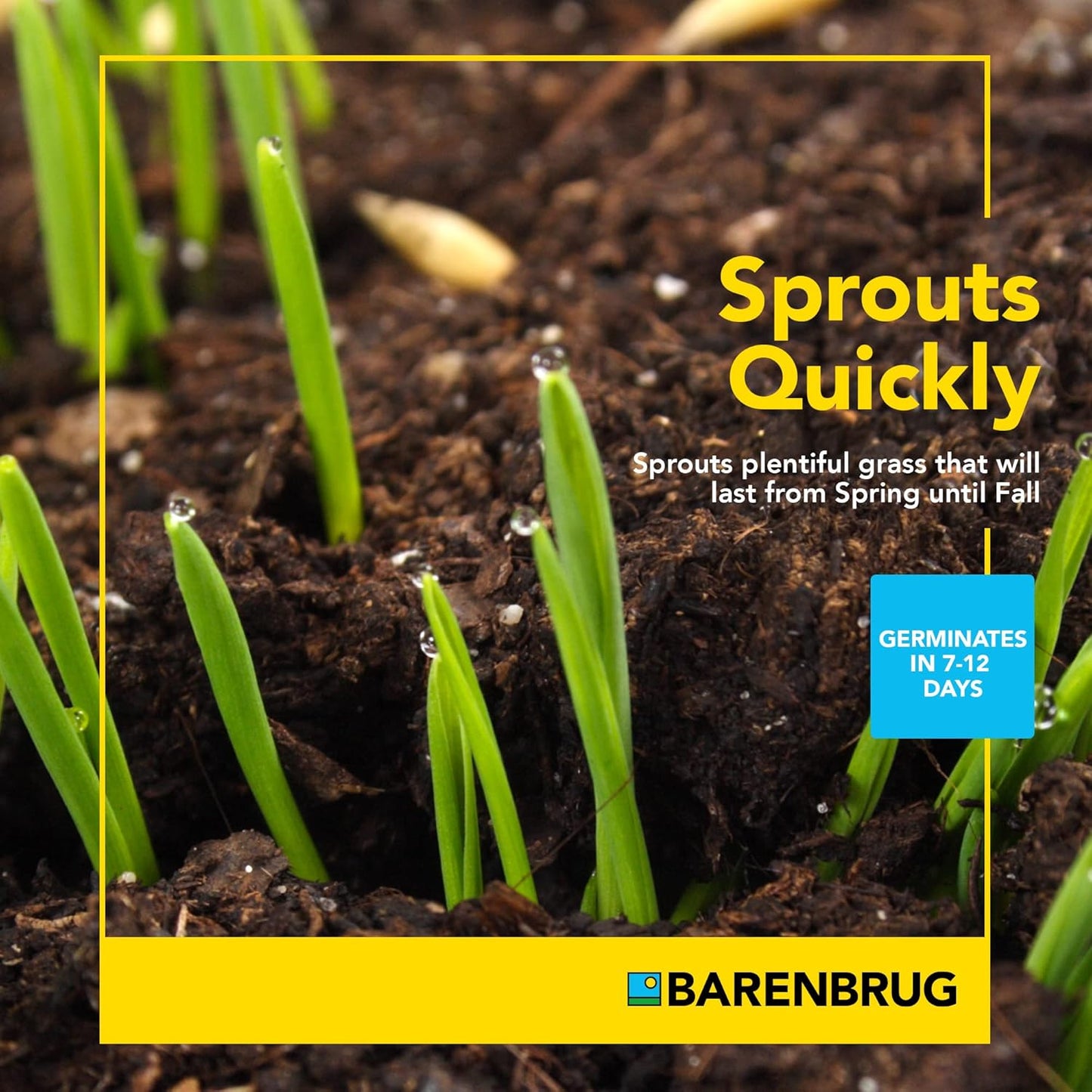 Barenbrug Wonderlawn Quicklawn Grass Seed Mix for Lawn Care and Landscaping, 10 lbs. Bag