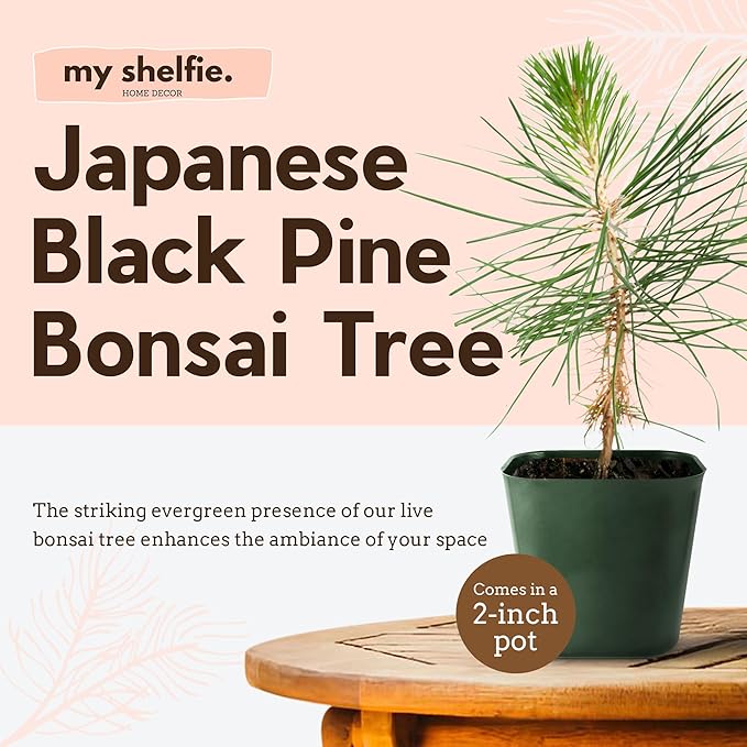 My Shelfie - Japanese Black Pine Bonsai Tree, 3-5-Inch Tall Bonsai Tree Live, Live Plants for Outdoor or Indoor Garden, Mini Tree in 2-Inch Pot