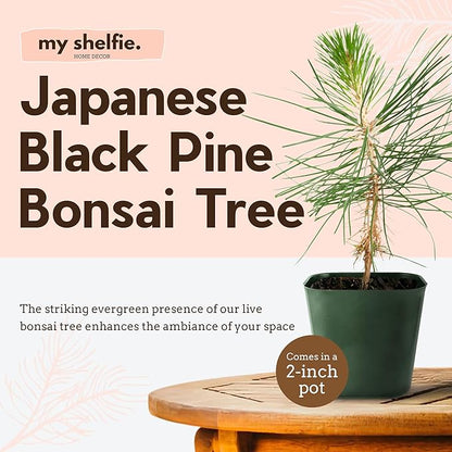 My Shelfie - Japanese Black Pine Bonsai Tree, 3-5-Inch Tall Bonsai Tree Live, Live Plants for Outdoor or Indoor Garden, Mini Tree in 2-Inch Pot (3)