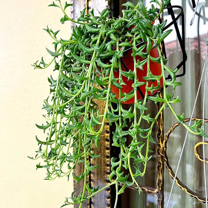 String of Dolphins in 4 inch Nursery Planter, Live Succulent Plant Fully Rooted in Pots with Soil, Rare House Plant for Home Office Wedding Decoration DIY Projects Party