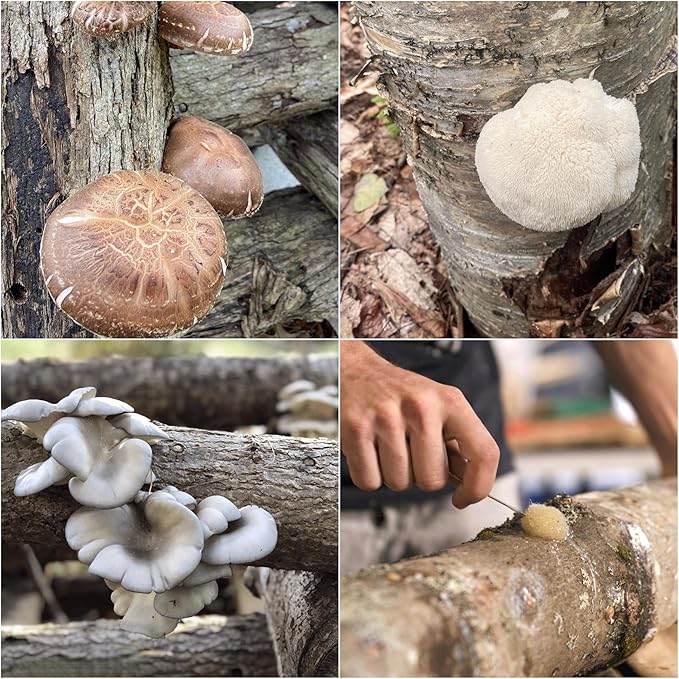 North Spore Log Inoculation Bundle | 100 ct Shiitake, Lions Mane, and Blue Oyster | Wax, Daubers, Drill Bit | Grow Mushrooms on Outdoor Logs | Premium Quality Mushroom Plug Spawn | Handmade in USA