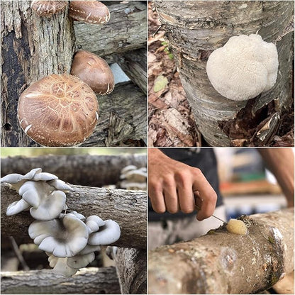 North Spore Log Inoculation Bundle | 100 ct Shiitake, Lions Mane, and Blue Oyster | Wax, Daubers, Drill Bit | Grow Mushrooms on Outdoor Logs | Premium Quality Mushroom Plug Spawn | Handmade in USA