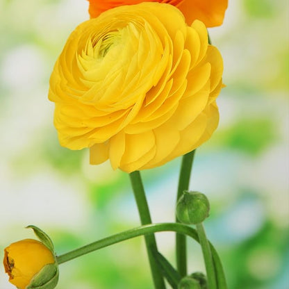 Easy to Grow Ranunculus Tecolote Yellow 10 Plant Bulbs - Sunny Yellow Flowers in Spring Full Sun Outdoor Zones 8-10, Mediterranean Carlsbad Flower Fields