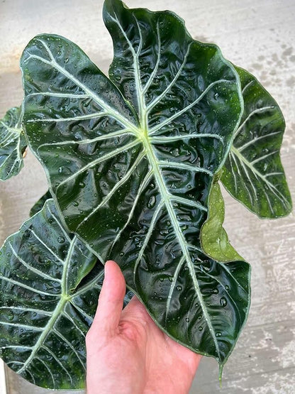 GARDENERA Alocasia Plant Potting Soil - Enhance Leaf Beauty and Health with Professional Grade Nutrient-Rich Mix - 3 Quart