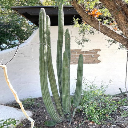 Cactus Outlet - Cactus Plants Live, Live Plants Indoor & Outdoor Use, Live Cactus, Organ Pipe 12”-18”- Large Live Cactus - Landscape Ready Large Cactus Plant Live Delivered Right to Your Door