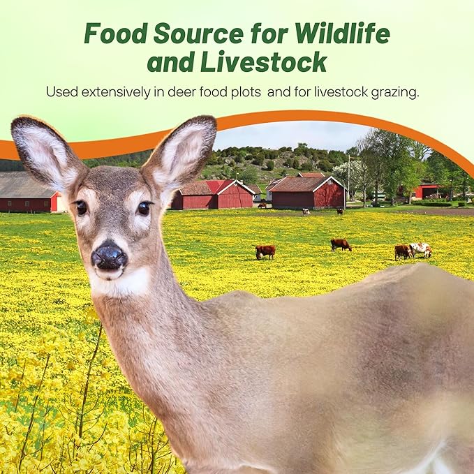 Outsidepride Trophy Forage Rape Seed - 50 Lbs Heat, Cold & Drought-Tolerant Brassica Food Plot Seed, Ideal for for Deer & Livestock Grazing, Fall Planting, Soil Improvement, & Erosion Control