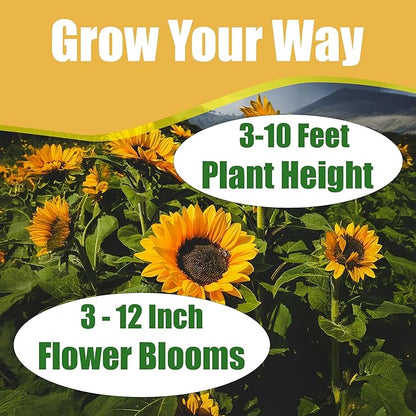 Park Seed Zohar Organic Sunflower Seeds – Pollen-Free Single-Stem Blooms for Cutting Gardens and Three Sisters Planting, Bright Gold 4–6 Inch Flowers, Easy to Grow, Pack of 25