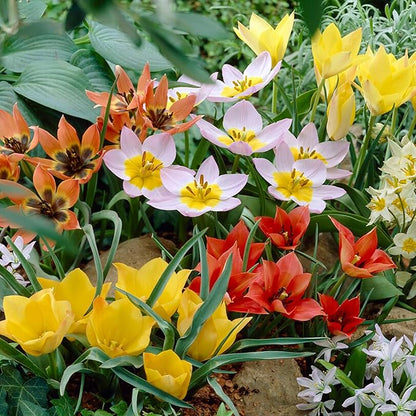 Garden State Bulb Wildflower Mix Multicolor Tulip Flower Bulbs, 6/+ cm, Fall Planting (Bag of 250)