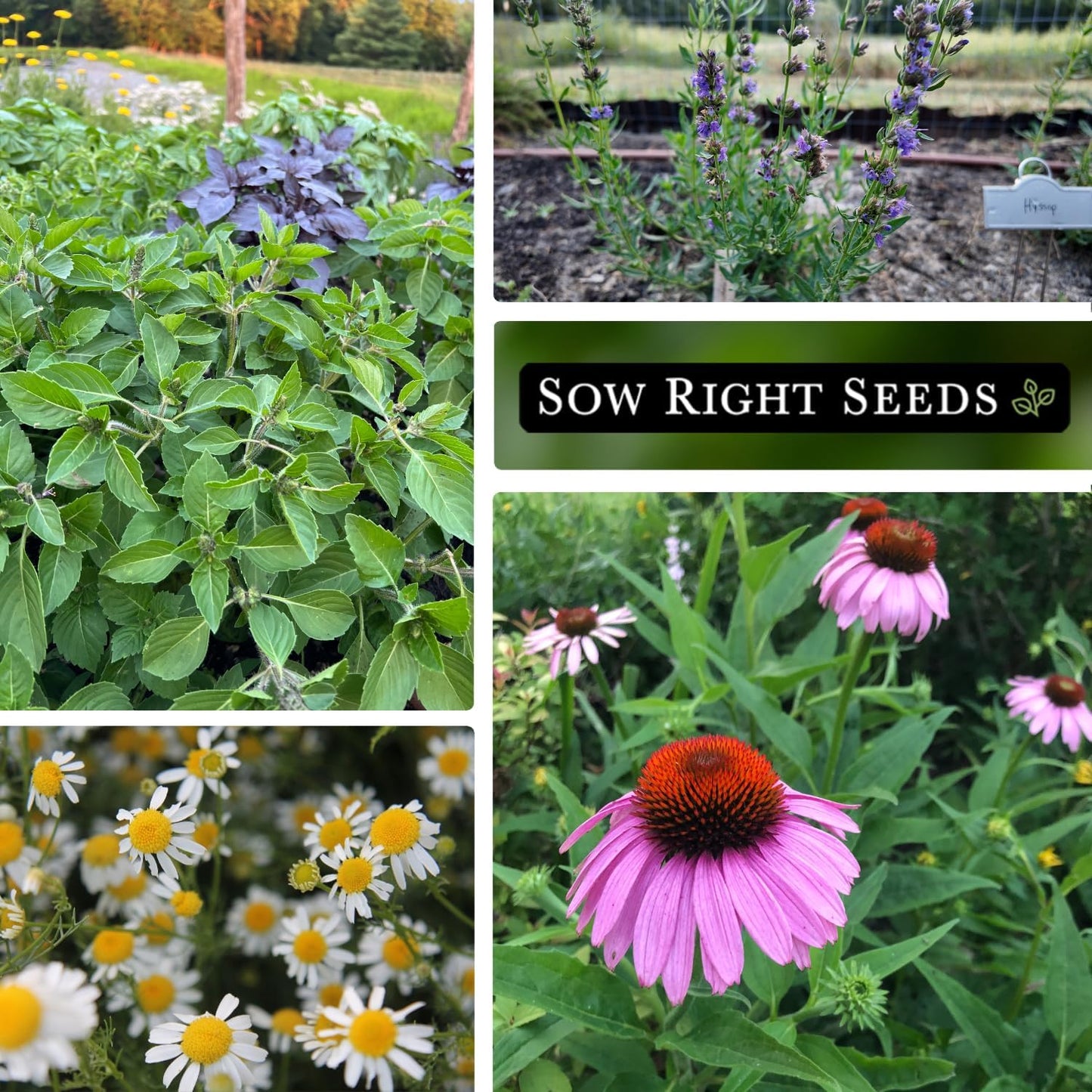 Sow Right Seeds - Large Medicinal Herb Seed Collection for Planting - Chamomile, Echinacea, Lavender, Mint, Lovage, Lemon Balm, & More - Non-GMO Heirloom for Home Remedies, Teas, Tinctures