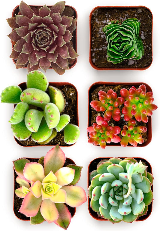 Shop Succulents Colorful Succulent Plant Pack 2" Grow Pot Pack of 6