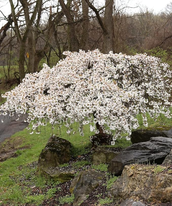 Weeping Cherry Blossom Tree Plant, 8 to 12 Inch Tall Cherry Blossom Tree Live in Pot, Perennial Cherry Blossom Sapling, White Cherry Blossom Tree Plant, Dwarf Cherry Flower Tree Starter Plant