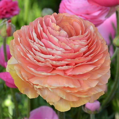 Easy to Grow Ranunculus Tecolote Salmon - 10 Plant Bulbs, Salmon Pink & Orange Flowers in Spring, Full Sun Meditteranean Carlsbad Flower Fields