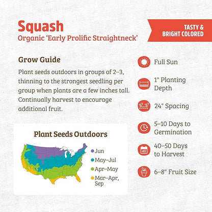Back to The Roots 100% Organic Heirloom Seeds - Yellow Straightneck Squash Value Pack (5.6g Total)