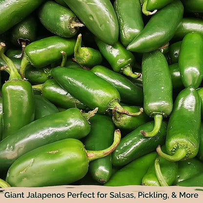 KVITER 100 Grande Jumbo Jalapeno Seeds for Planting (Capsicum Annuum) – Ultimate Stuffer Heirloom Pepper, Extra Large Hot Jalapeno Pepper Seeds – Vegetable Seeds for Outdoor & Indoor Garden