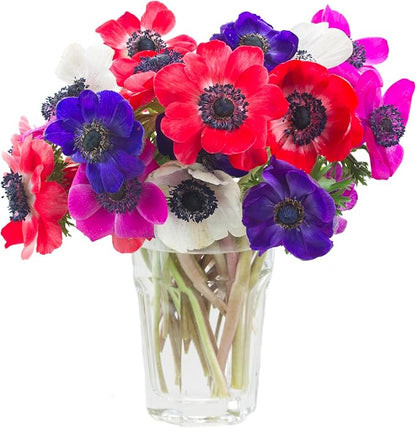 Lieutenant Anemone Flowers – 30 Bulbs | Vibrant Pink, Red, Blue, Purple & White Spring Blooms | Ideal for Cut Flowers, Garden Beds & Containers – Pollinator Friendly | Zones 3–10