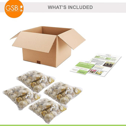 Garden State Bulb Wild About Mixed Allium Flower Bulbs, 10/12cm, Fall Planting (Bag of 100)