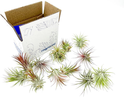 ragnaroc Air Plants - Tillandsia Ionantha Pack, Regular 1-3" - 12ct - Live Arrival Guaranteed - House Plants for Home Decor & Gift