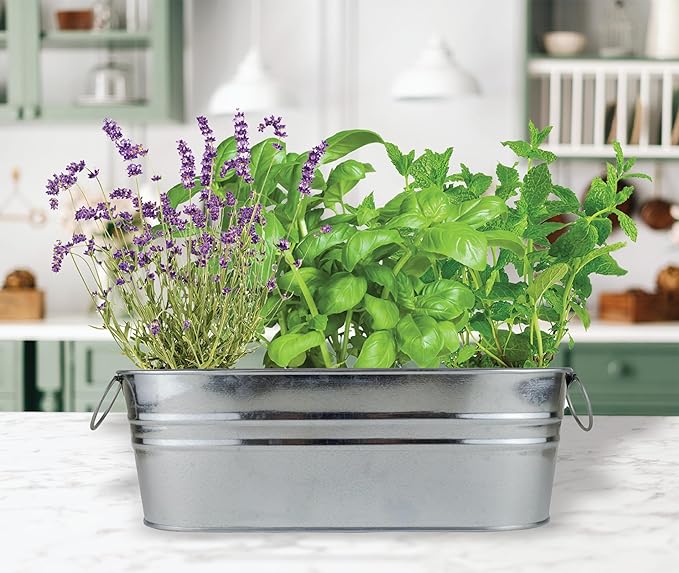 BUZZY Seeds Margarita and Mojito Windowsill Mini Garden Grow Kit, Herb Starter Set with Mint, Lime Basil and Lavender Seeds, Grow Your Own Herbs Indoors, Gardening Gift, Holiday Present