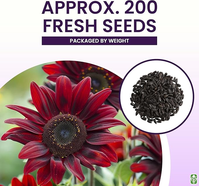 Chocolate Cherry Sunflower Seeds to Plant - Heirloom & Non-GMO - Large Package 200 Sunflower Seeds for Planting in Your Home Garden